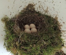 easternphoebe nest4eggs sarahsfrontporch may johngerwin 2 resize